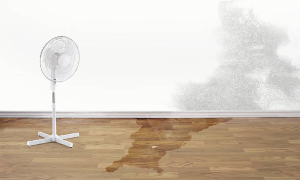Best Carpet water damage restoration  in Dawson, GA